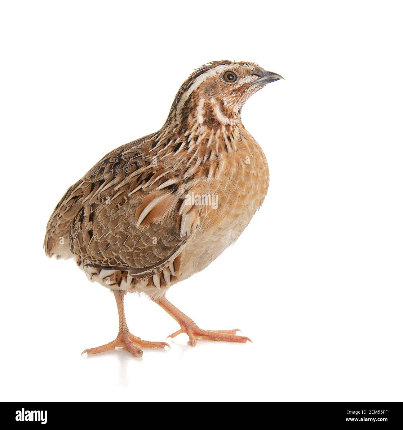 Wild quail, Coturnix coturnix, isolated on a white background Stock