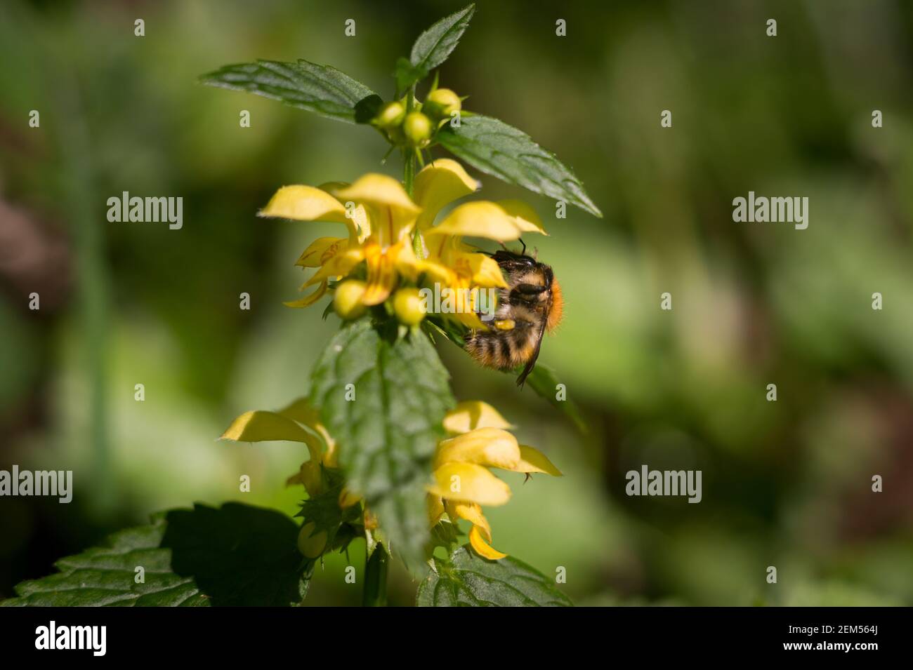 Common carder bee (Bombus pascuorum) on Lamium galeobdolon,  known as yellow archangel, artillery plant, or aluminium plant, Scanniclift Stock Photo