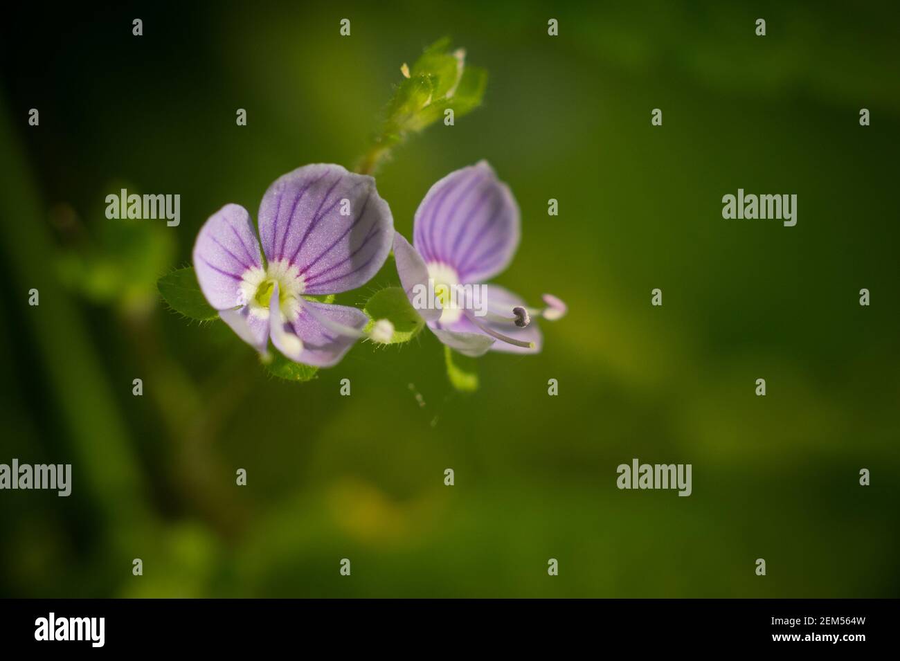 Wood Speedwell (Veronica montana), Scanniclift Copse, Christow, Devon