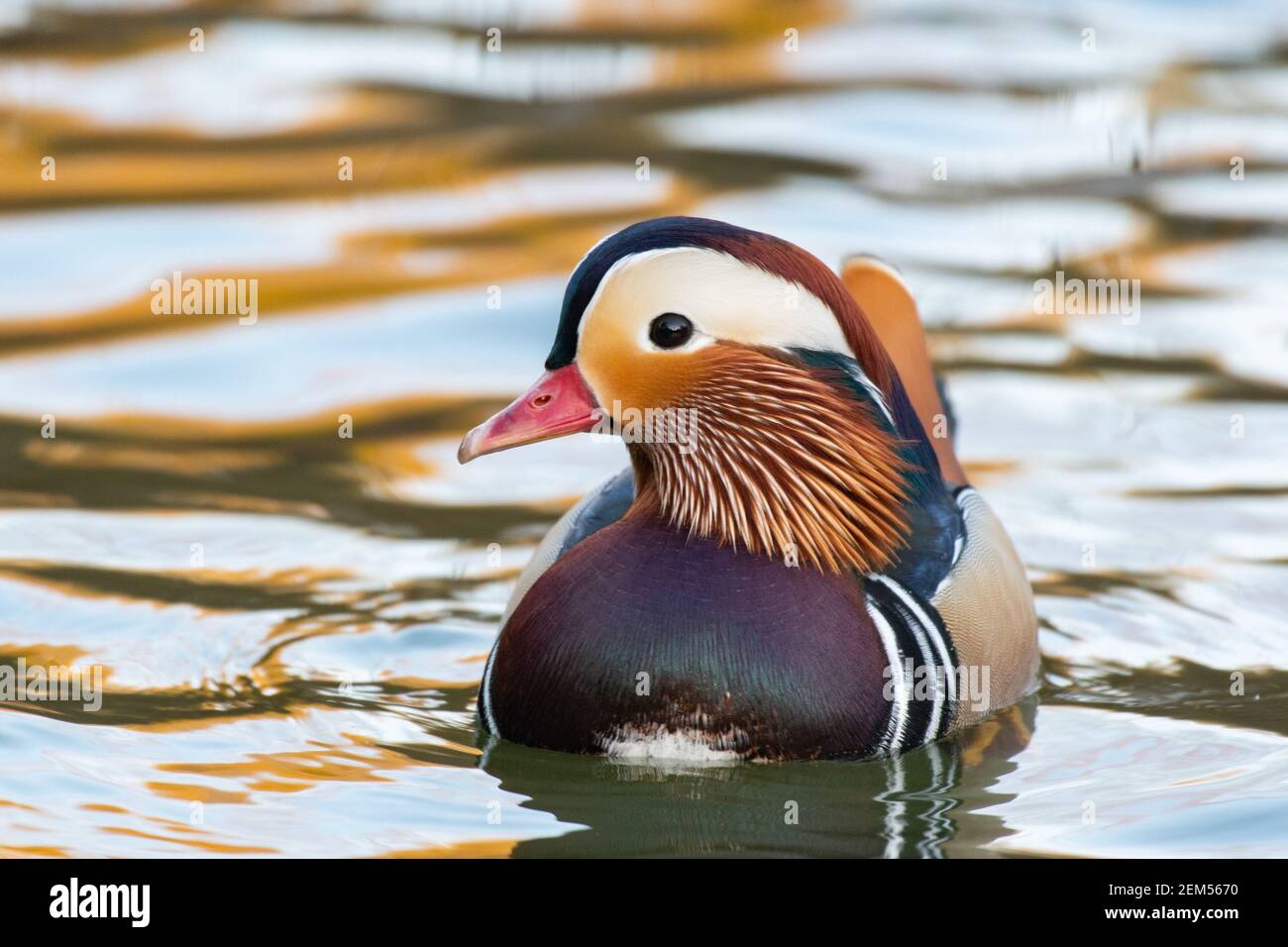 Closeup of male mandarin duck swimming, Aix galericulata Stock Photo ...