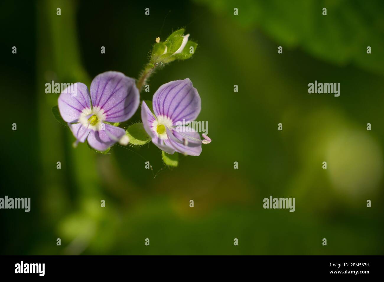 Wood Speedwell (Veronica montana), Scanniclift Copse, Christow, Devon, UK. Stock Photo