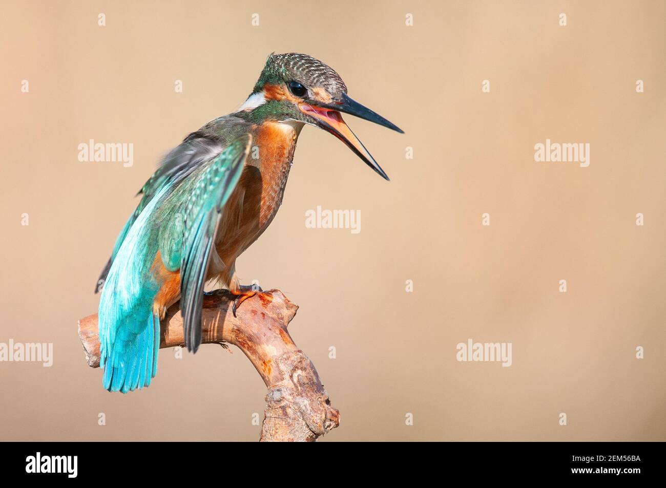 Common Kingfisher (Alcedo atthis) sits on a beautiful background, with open wings. Stock Photo