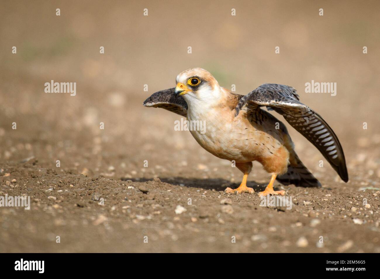 The red-footed Falcon in flight, (Falco vespertinus). Stock Photo