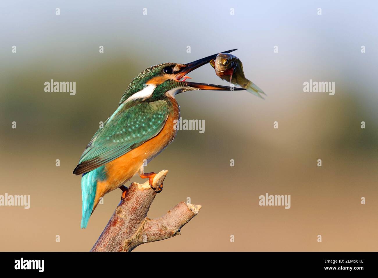 Kingfisher sitting in a spray stick with a fish in its beak on a beautiful background. Stock Photo