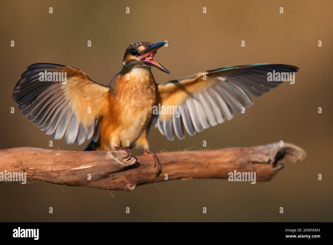 Common Kingfisher (Alcedo atthis) sits on a beautiful background, with open wings and beak. Close up. Stock Photo