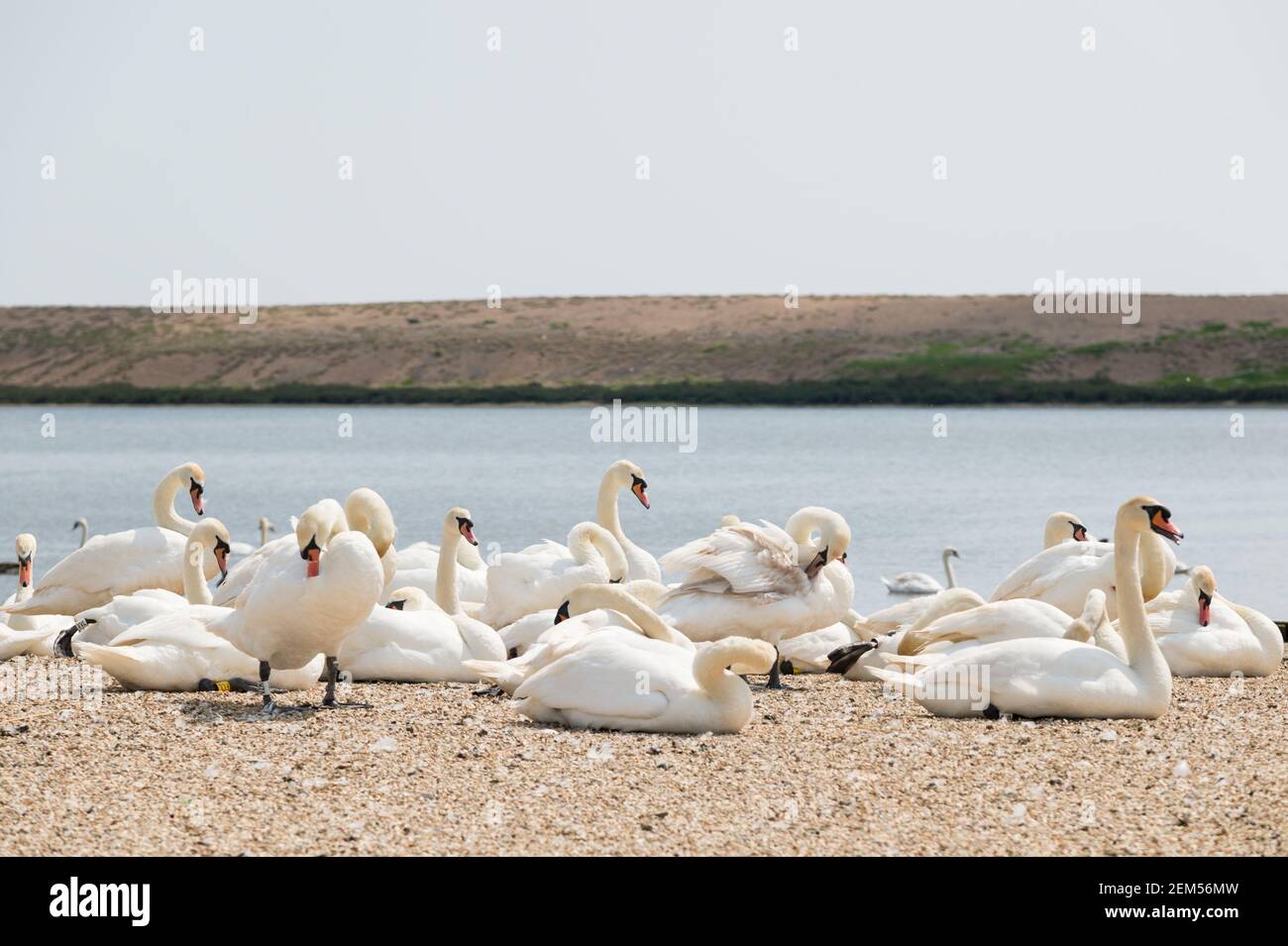 Mute swans at Abbotsbury Swannery, Dorset, UK. Stock Photo