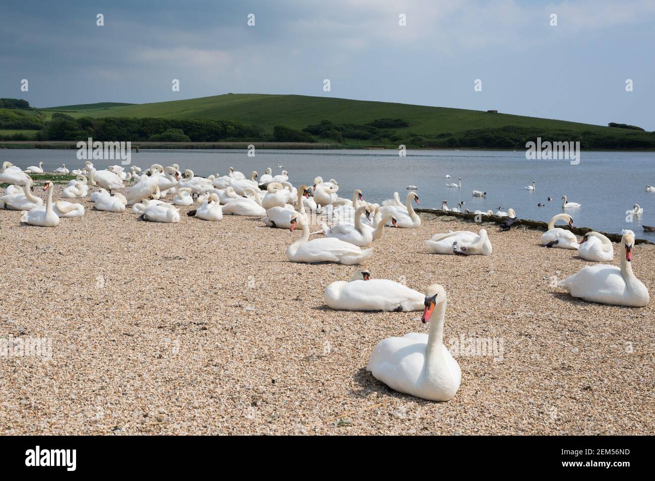 Mute swans at Abbotsbury Swannery, Dorset, UK. Stock Photo