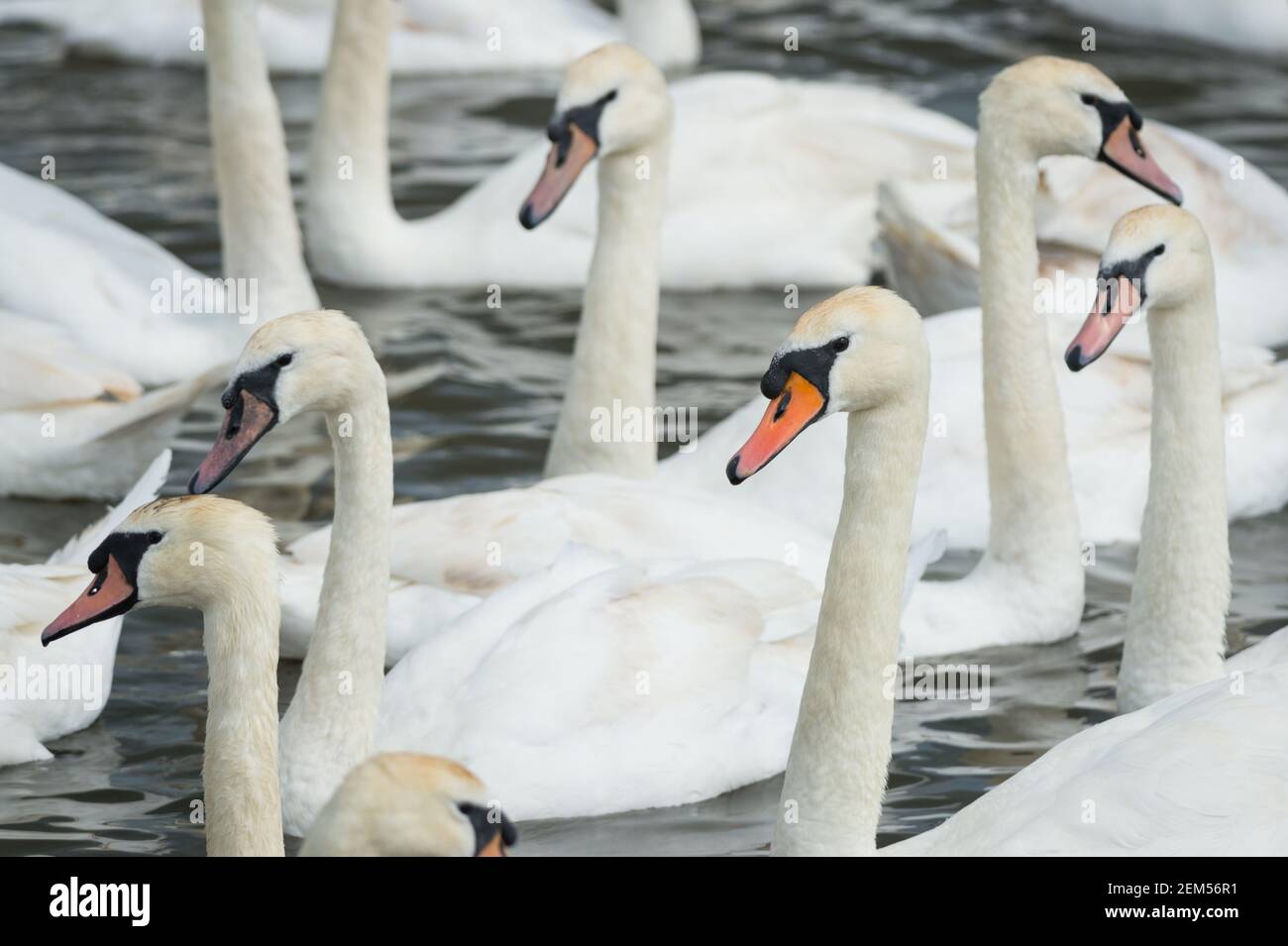 Mute swans at Abbotsbury Swannery, Dorset, UK. Stock Photo