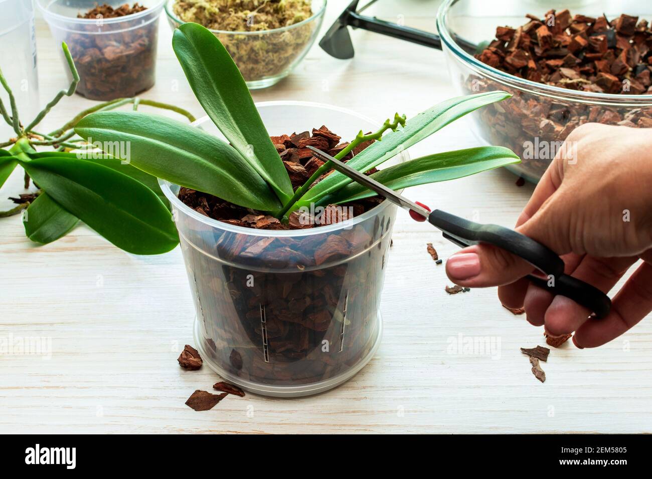Cutting old peduncle phalaenopsis with scissors. Plant care orchids