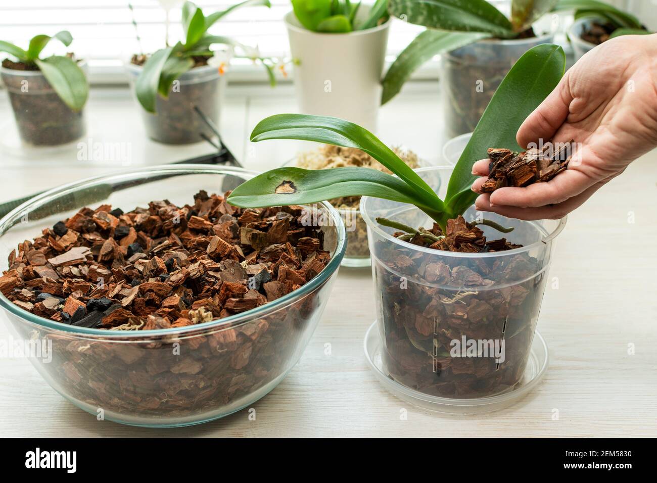 Transplant orchids at home. Planting tools with bark soil, pot and moss.  Orchid transplant process Stock Photo - Alamy
