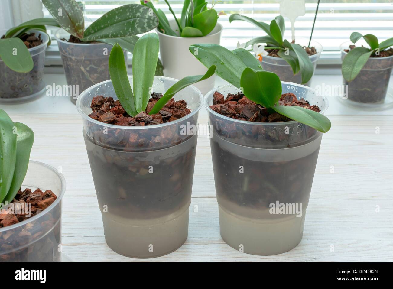 Orchids in the pot. Watering orchid by immersion in water.The most