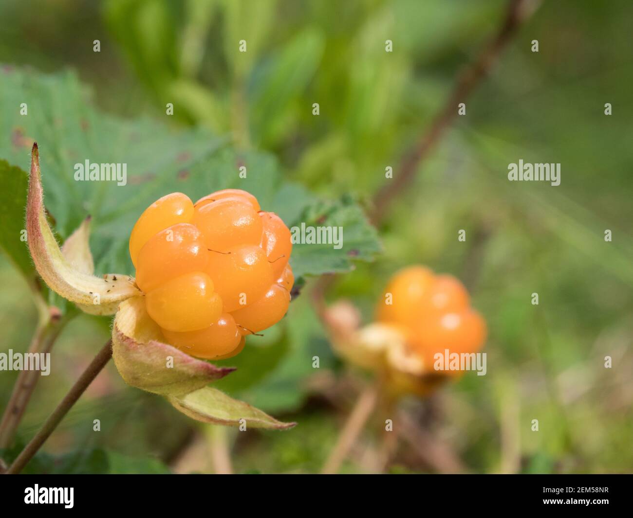 Ripe cloudberry fruits at bog Stock Photo