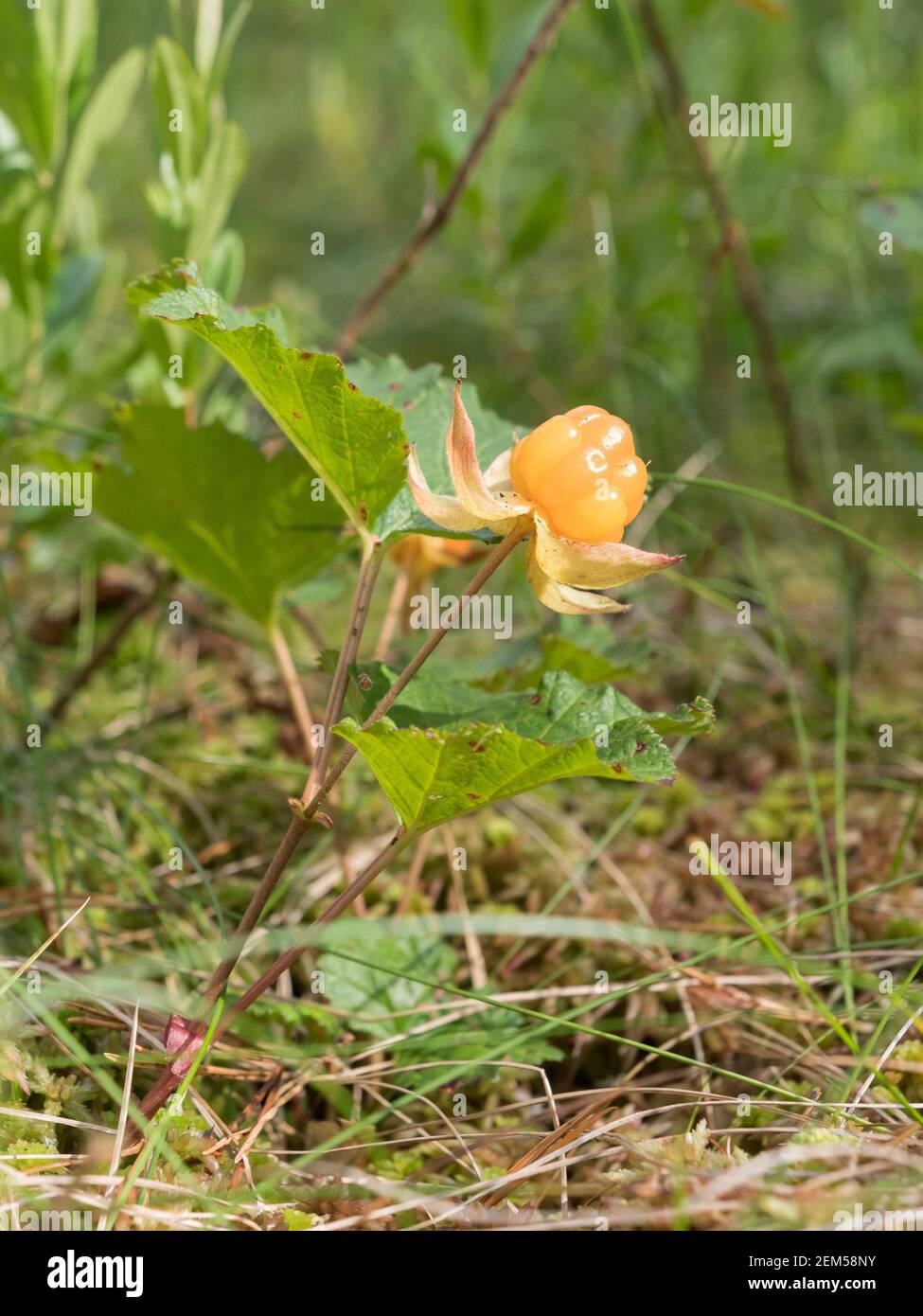 Cloudberry with ripe fruit in wetland forest Stock Photo