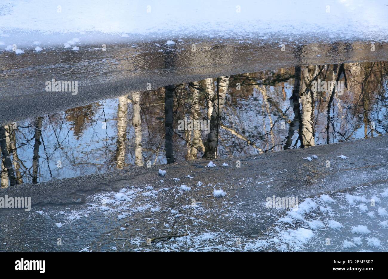 Reflection of birch trees in the water of a frozen lake Stock Photo
