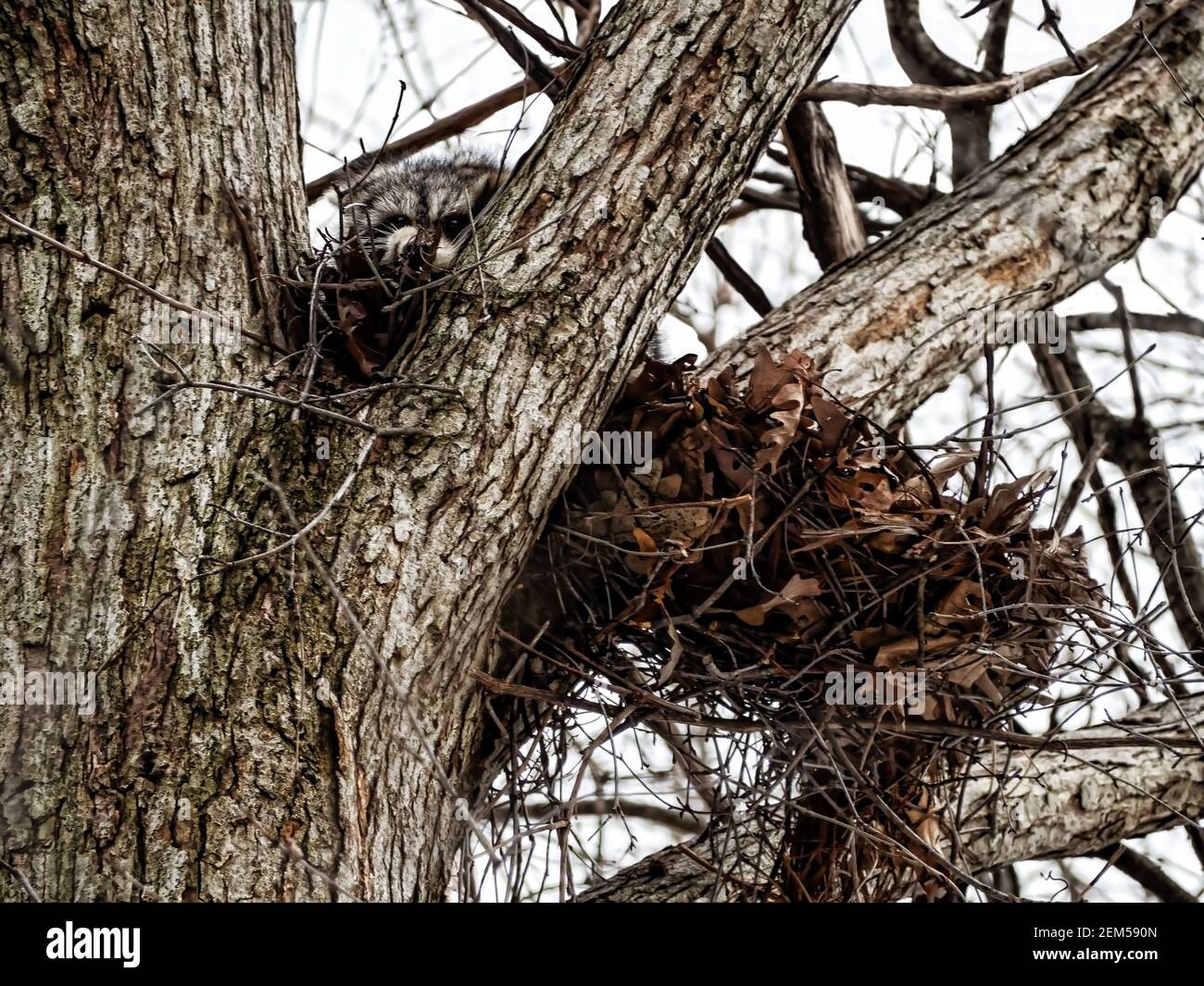 Common Northern Raccoon, Procyon Lotor, resting in his den in a tree crotch in the wintertime Stock Photo