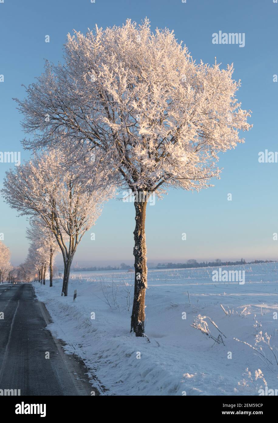 white trees with frozen branches and iced road on a sunny morning in winter Stock Photo