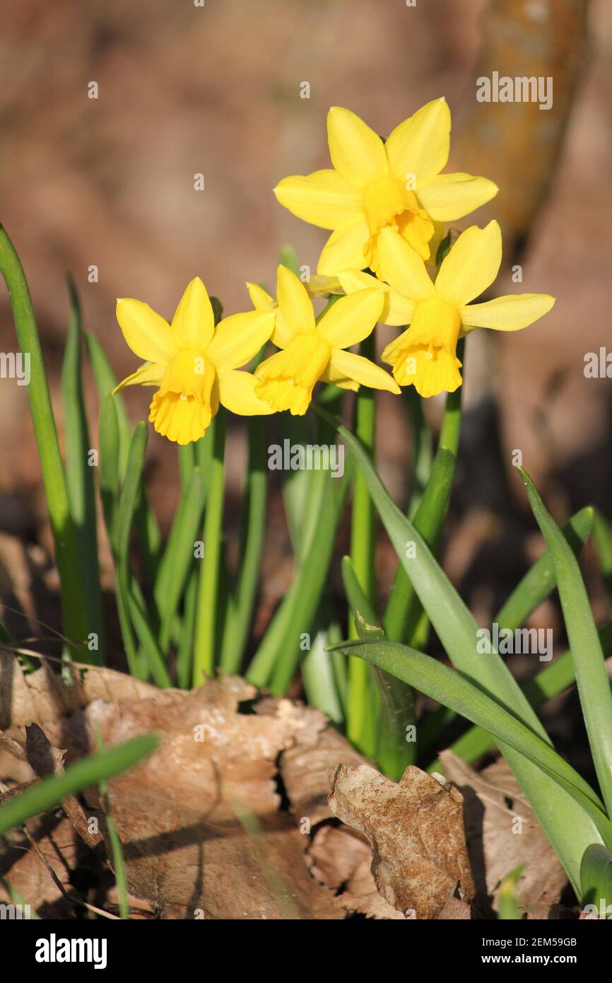 Daffodils in citypark Staddijk in Nijmegen, the Netherlands Stock Photo