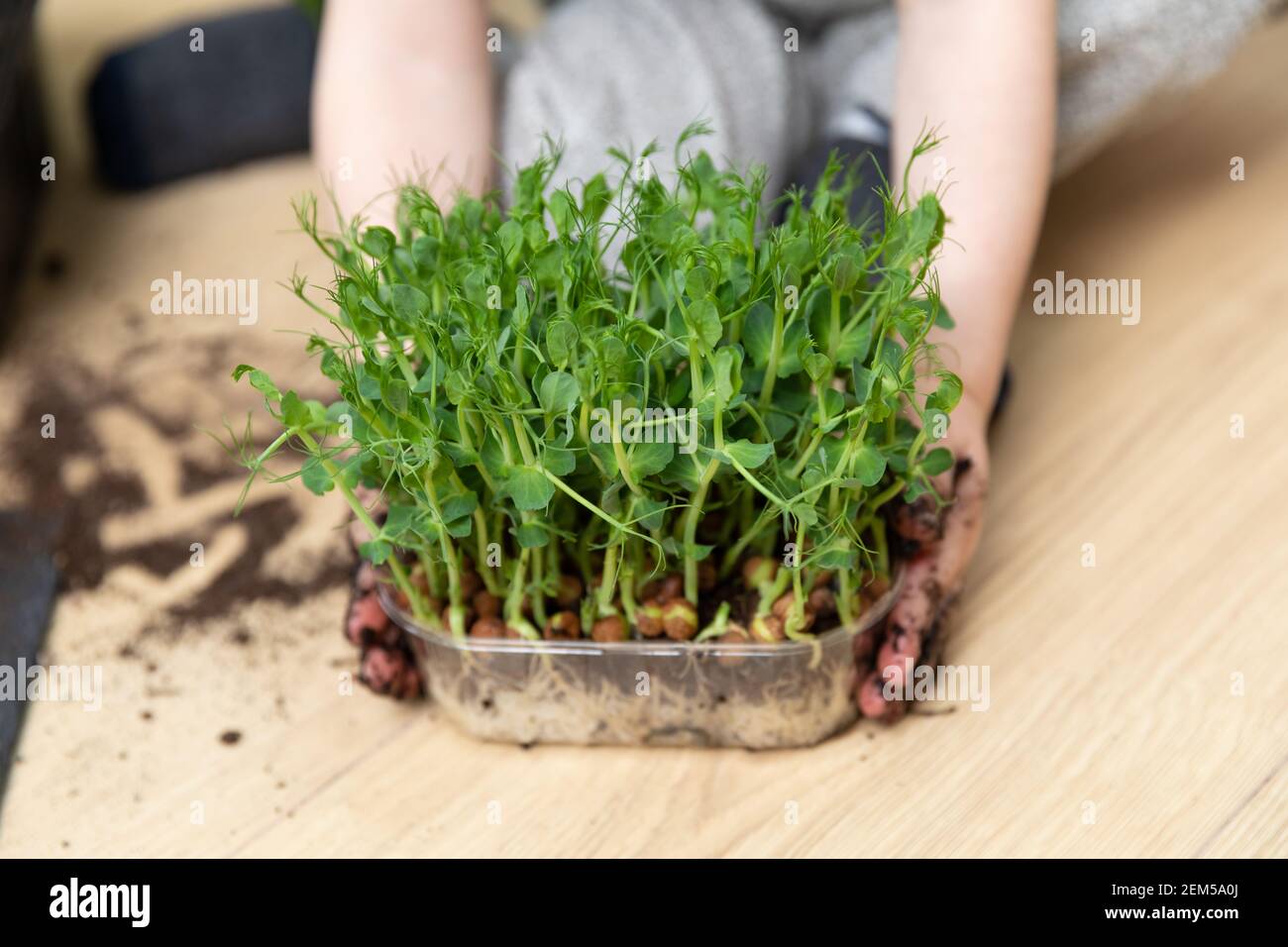 Young boy proud of growing seedlings. Showing peas with sprouts and visible roots. At home gardening learning botany. Stock Photo