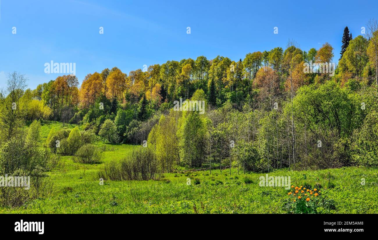 Bright orange wild flowers on the flowering spring meadow . Globe-flowers (Trollius asiaticus) on background of forest on hill with colorful young lea Stock Photo