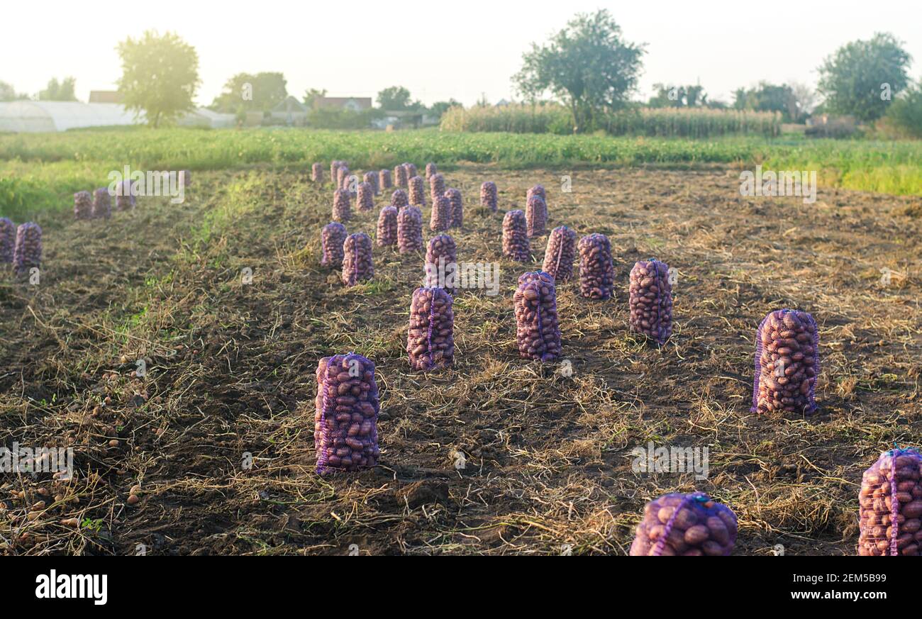 Bags of freshly harvested raw potatoes are in a farm field. Harvesting
