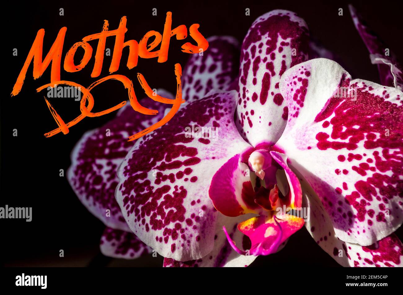 Orchids Lettering Mothers day handwritten lettering hi-res stock photography and images ...