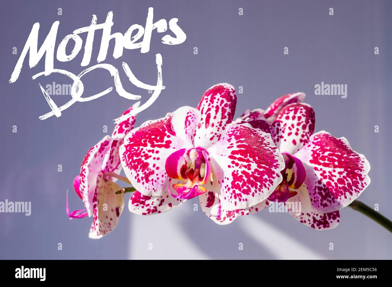 Orchids Lettering Handwritten card happy birthday text hi-res stock photography and ...