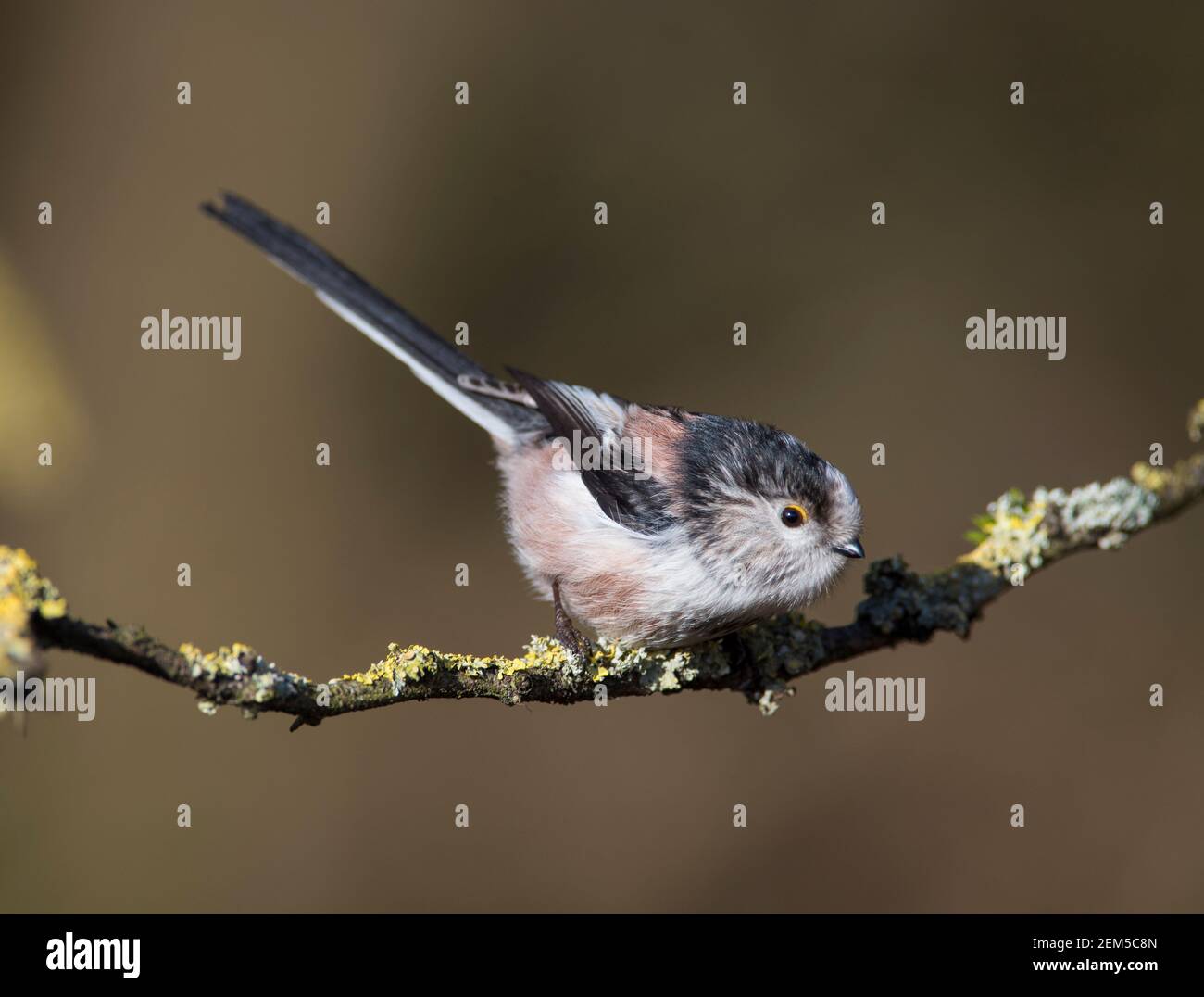 Long-tailed Tit (Aegithalos caudatus) sat on a lichen covered branch in winter sun in the Peak District. Stock Photo