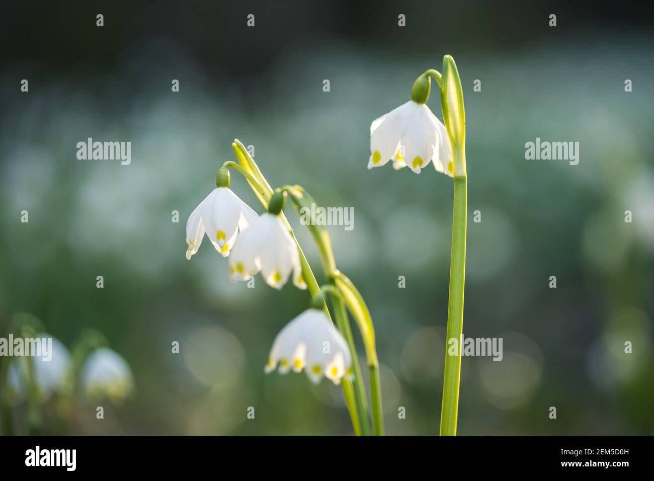 Leucojum vernum or spring snowflake - blooming white flowers in early spring in the forest, closeup macro picture. Stock Photo