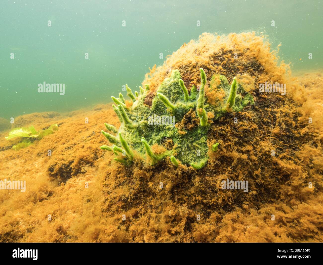 Spongilla lacustris (spongilla lacustris) hires stock photography and