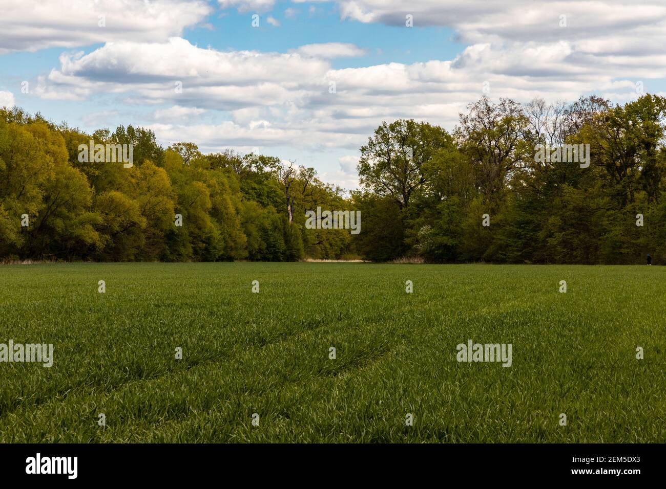 Huge green field with high trees and bushes around Stock Photo - Alamy