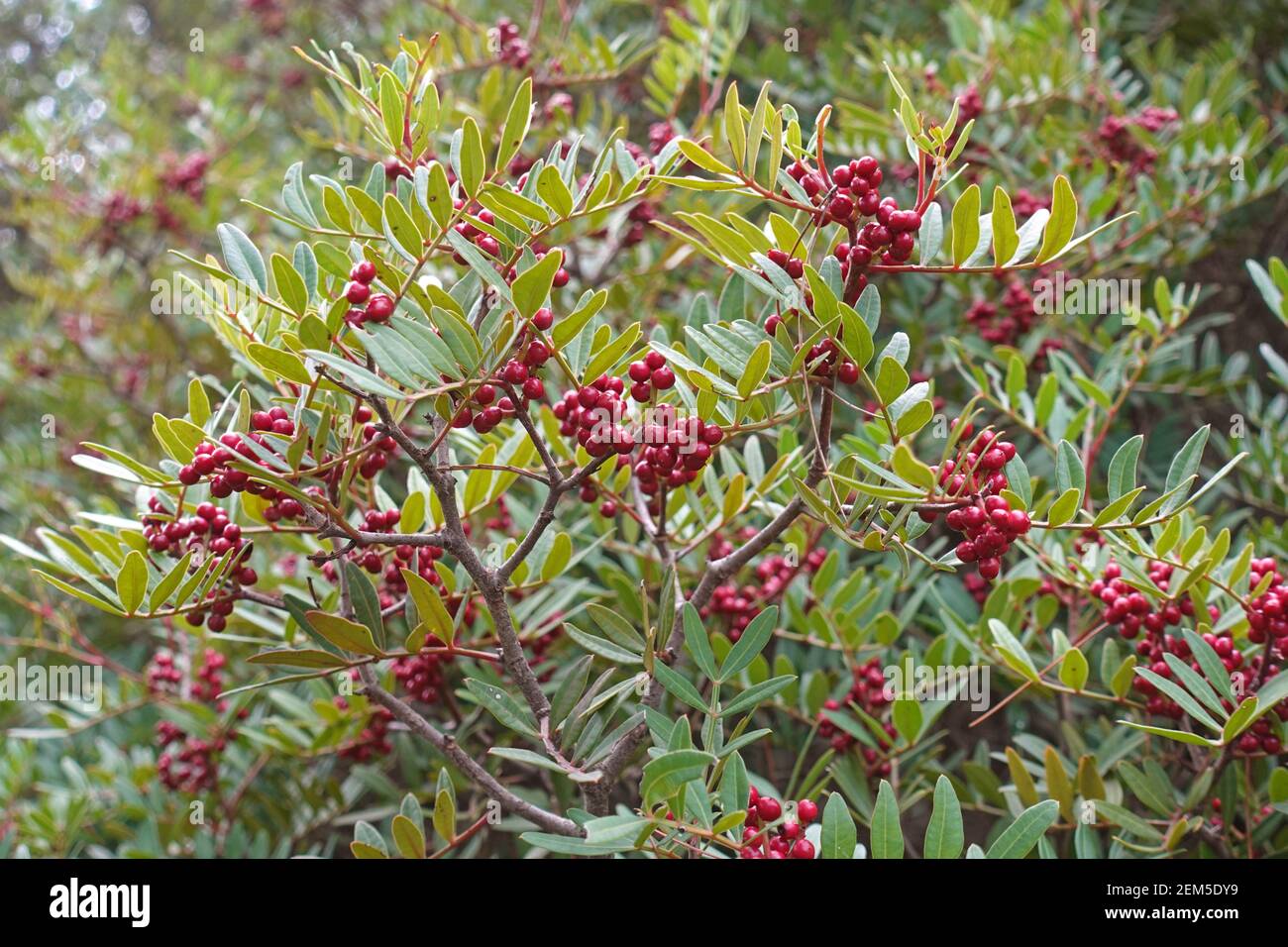 Cotoneaster shrub plant with red pome balls fruit and green leaves. Stock Photo