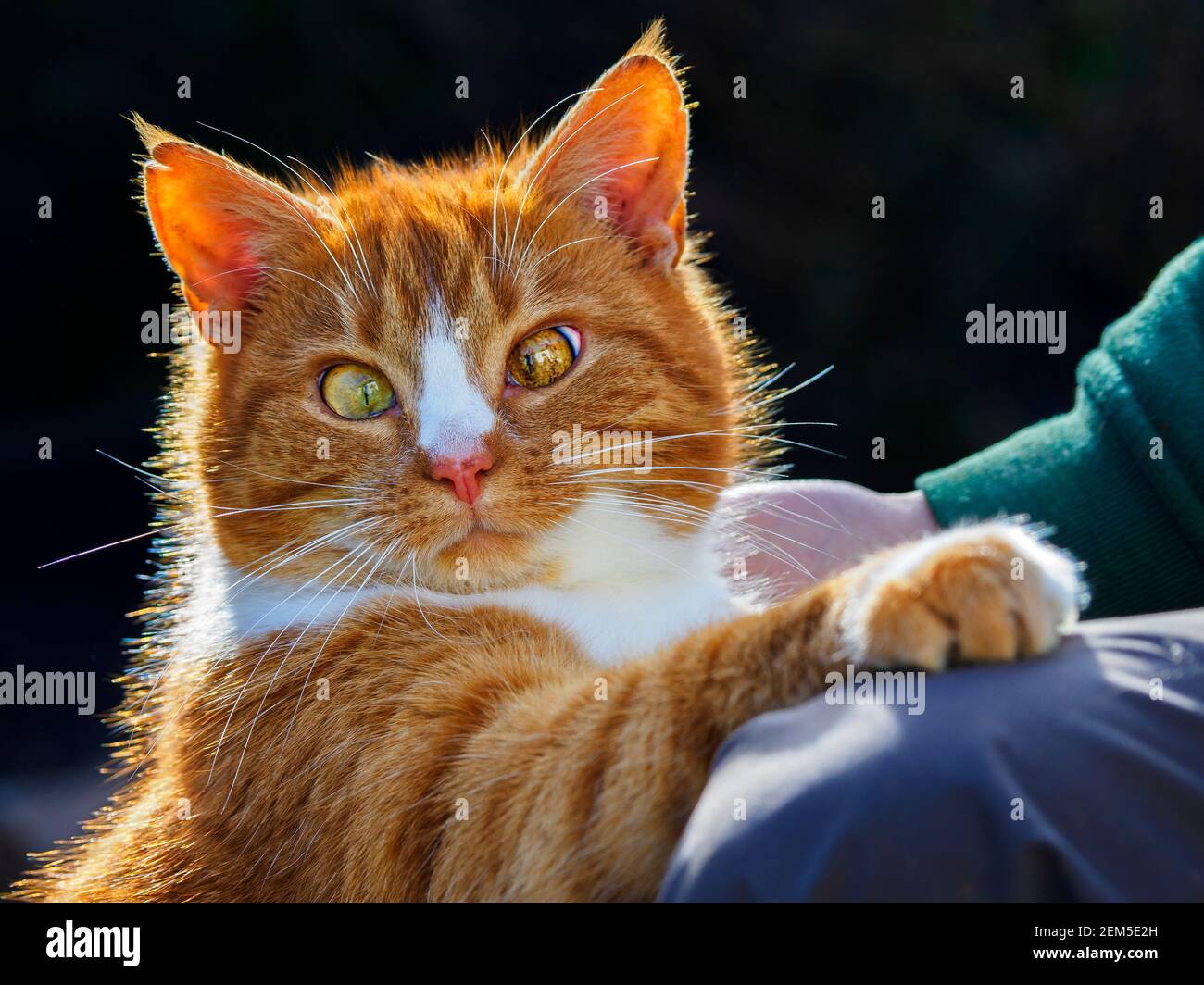 Female ginger cat Stock Photo Alamy