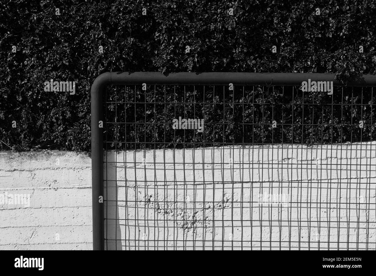 Metal fence plants and concrete wall. Black and white. Stock Photo
