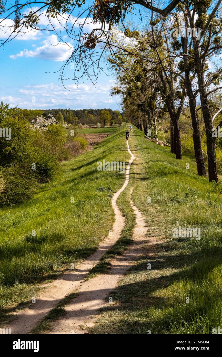 Long path between high trees and fields with riding cyclists Stock Photo