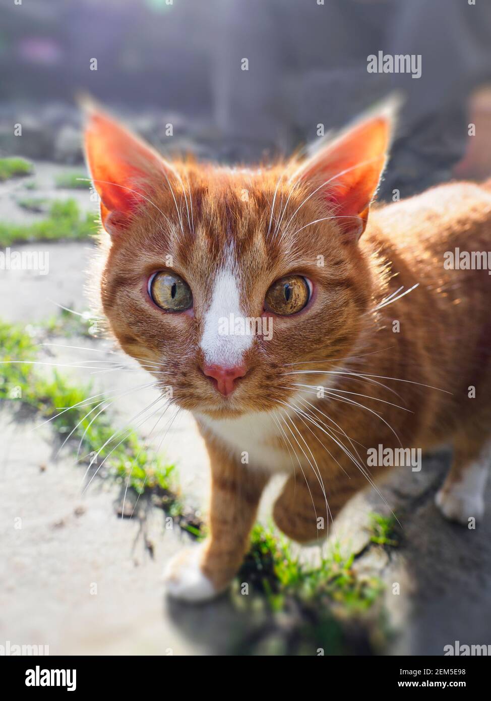 Female ginger tabby cat coming towards the camera, UK Stock Photo Alamy