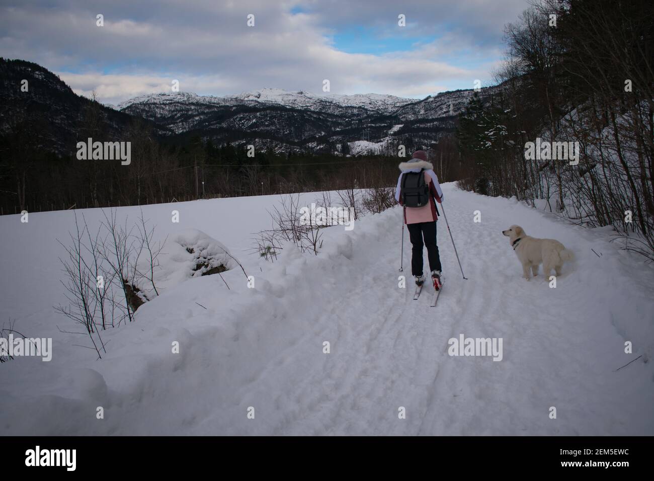 Young Woman Cross Country Skiing with Dog (Husky / Samoyed)  in Norway Stock Photo