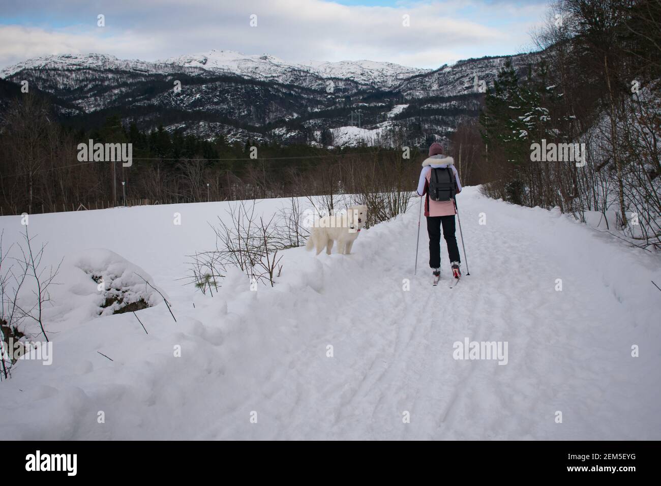 Young Woman Cross Country Skiing with Dog (Husky / Samoyed)  in Norway Stock Photo
