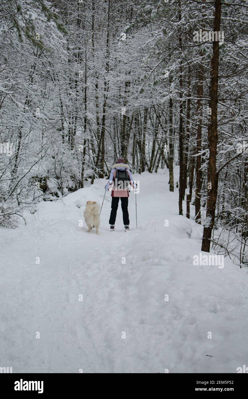 Young Woman Cross Country Skiing with Dog (Husky / Samoyed) in Norway