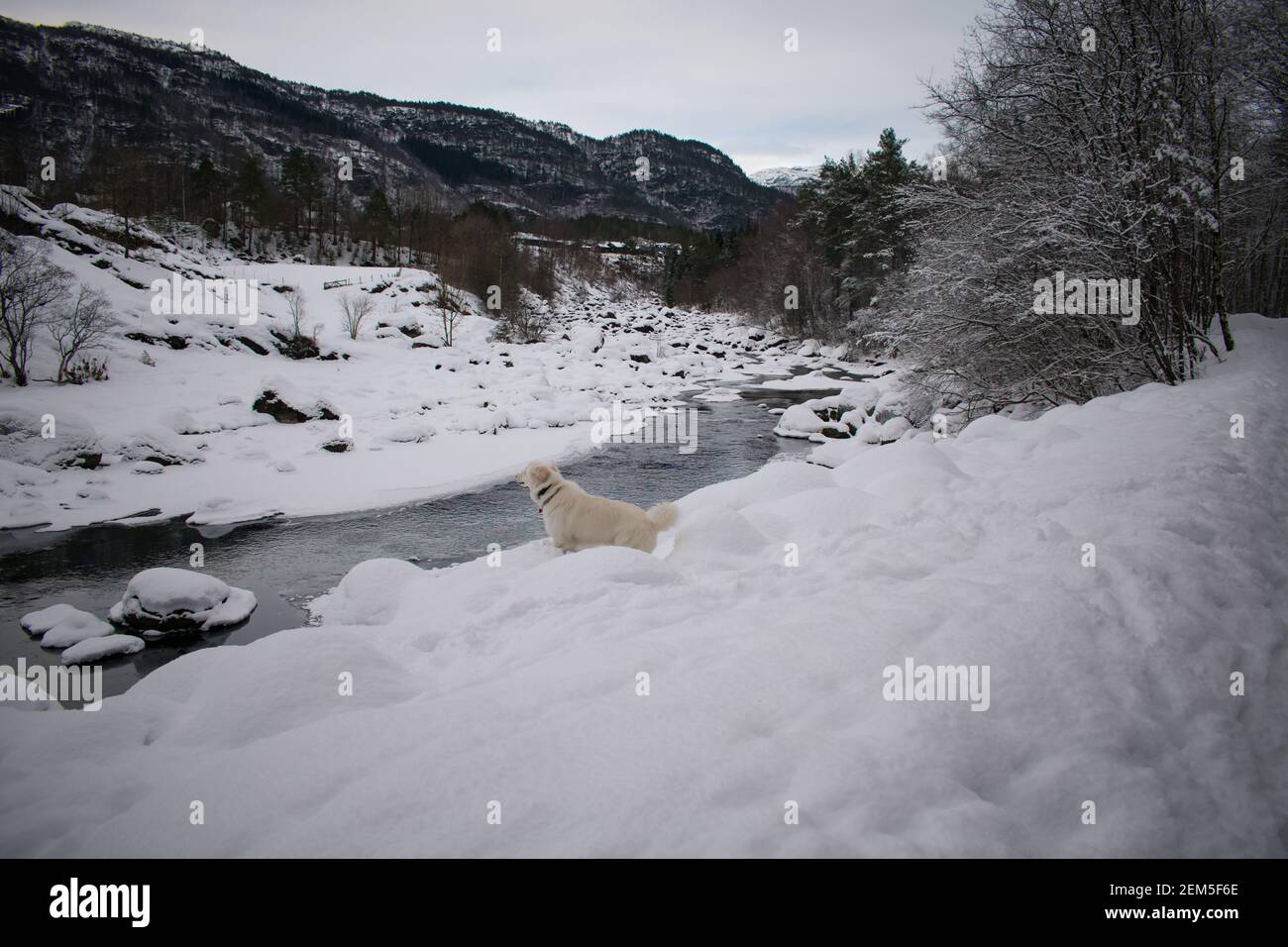 Winter Dog (Husky / Samoyed) looking onto frozen lake after snowfall Stock Photo
