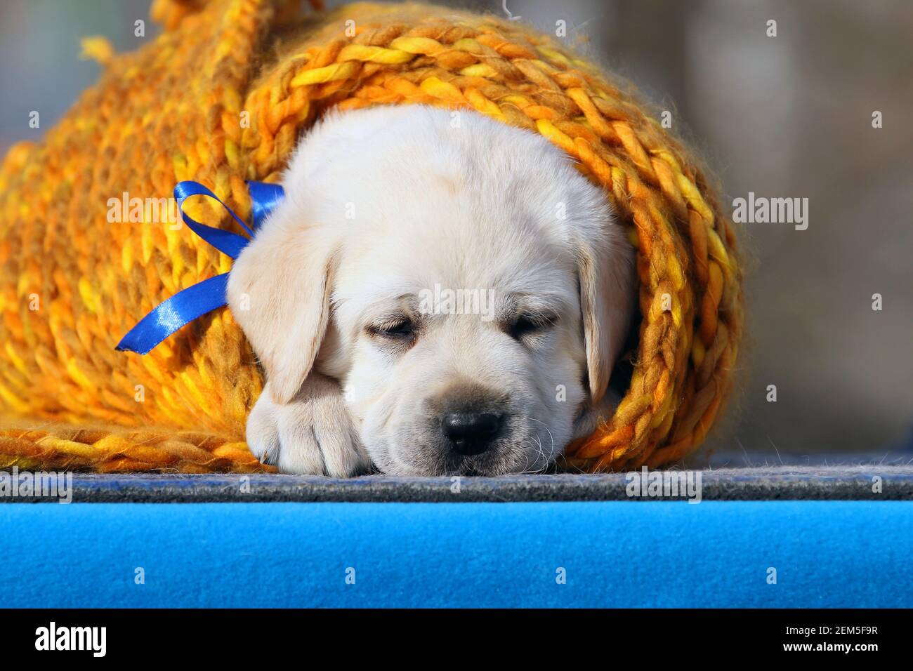 the yellow labrador puppy on the blue background Stock Photo - Alamy