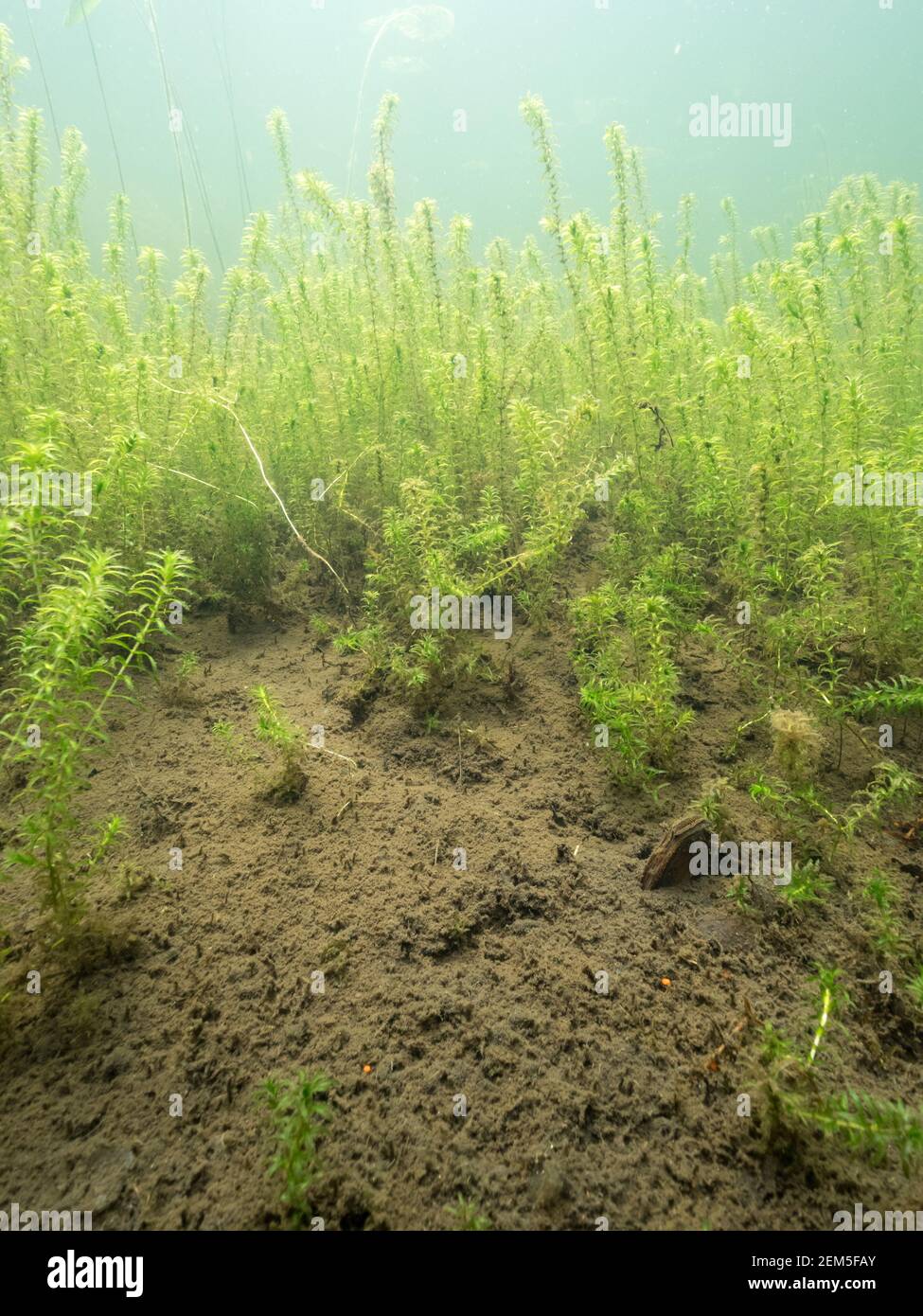 Duck mussel on muddy lake bottom with Canadian waterweed Stock Photo