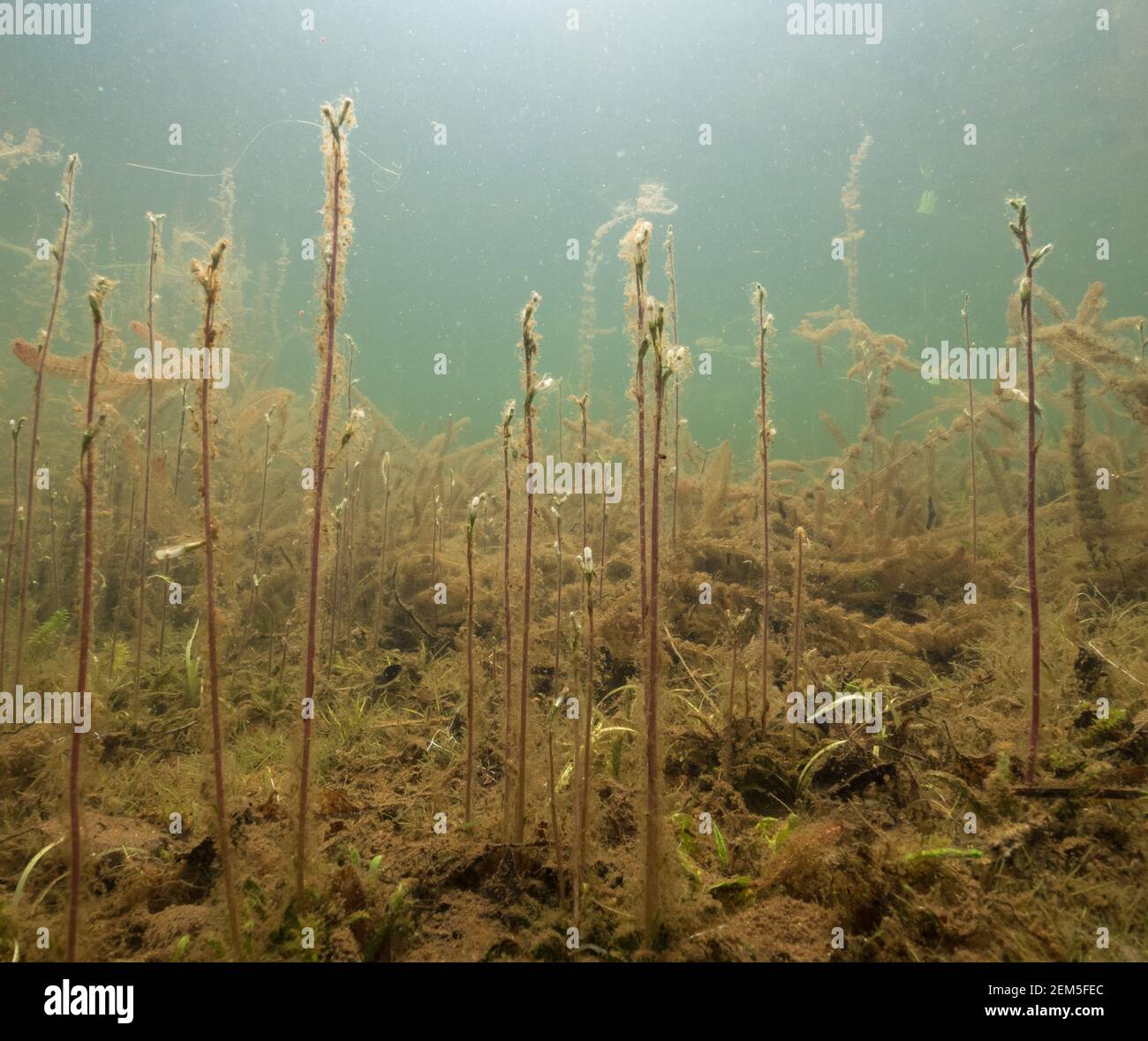 Flowers of water lobelia growing upwards underwater Stock Photo Alamy