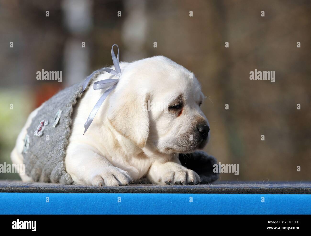 the nice yellow labrador puppy on the blue background Stock Photo - Alamy