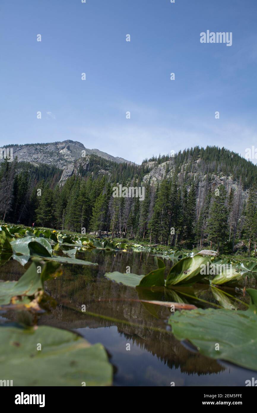 Beautiful scenery at Rocky Mountain National Park in Colorado, Bear Lake water lilies. Stock Photo