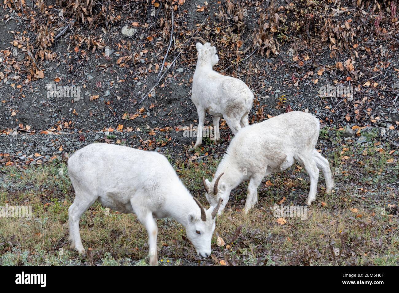 Dall Sheep. Denali Park, Alaska Stock Photo Alamy