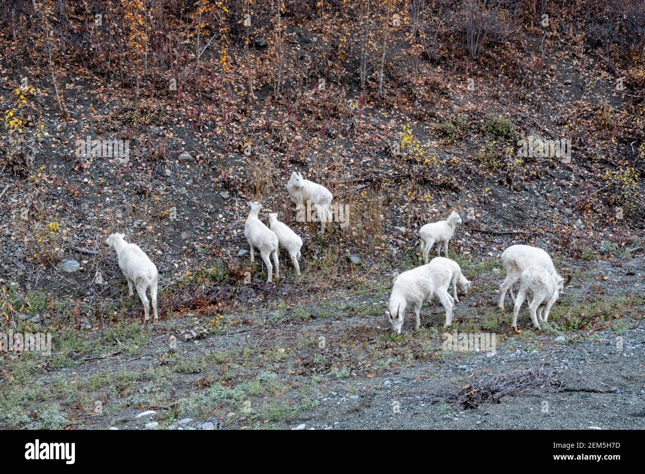 Dall Sheep. Denali Park, Alaska Stock Photo Alamy