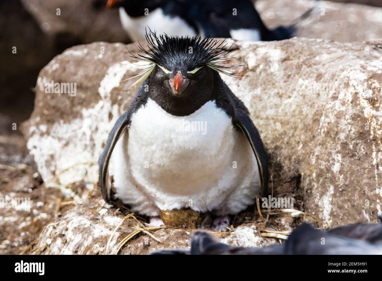 Southern Rockhopper Penguin, Eudyptes (chrysocome) chrysocome, sitting on an egg in nest on West Point Island, Falkland Islands, South Atlantic Ocean Stock Photo