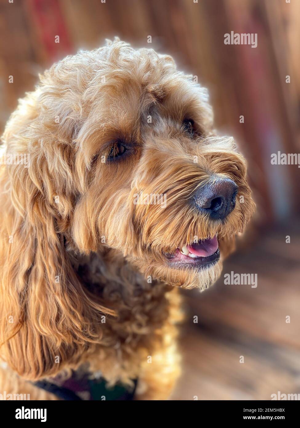 Cavapoo dog outside in the garden, mixed -breed of Cavalier King ...