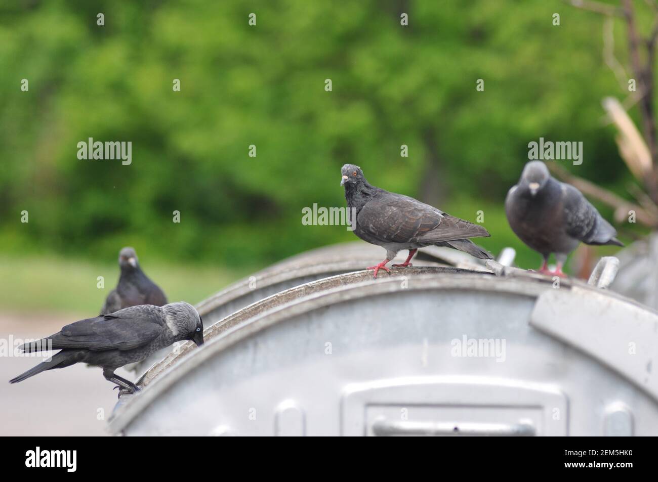 Vermin disease pigeon bird hires stock photography and images Alamy