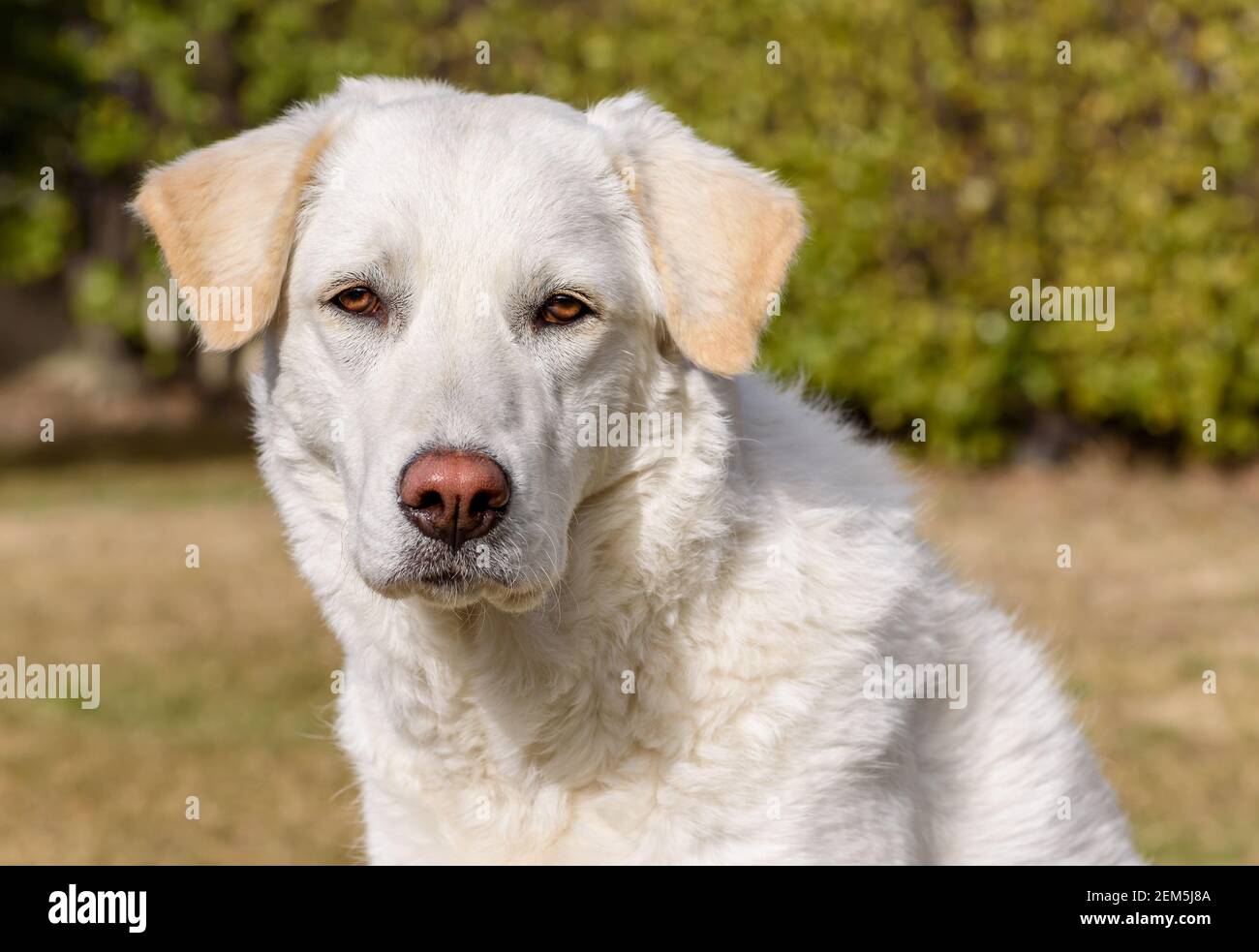 Portrait of the young white female dog like Maremma Shepherd outdoors. Stock Photo